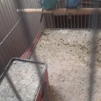 مرغ عشق کارخونه جوجه کشی