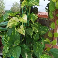برگ انجیری کنتیایی وپتوس