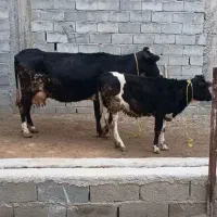 گاو جرسی همراه با گوساله بزرگ