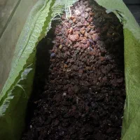 کشمش افتابی