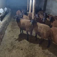 بره نر افشار 30عدد|حیوانات مزرعه|ماهنشان, |دیوار