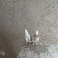 کفتر توقی