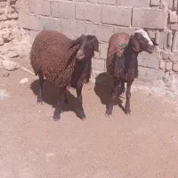 دوراس بره ماده گله گرد عتیقه عالی|حیوانات مزرعه|مشهد, اروند|دیوار