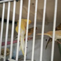 تعدادی قناری نر و ماده درجه ۱