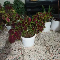 گل طبیعی|گل و گیاه طبیعی|پلدختر, |دیوار