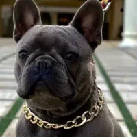 فرنچ بولداگ 1ساله