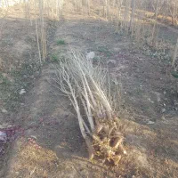 فروش بید تبریزی