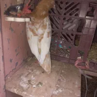 کبوتر کله زرد و سفید پرشی