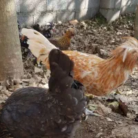 مرغ خروس لهستانی پولند و سلطان وارداتی|حیوانات مزرعه|رشت, اسماعیل آباد|دیوار