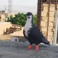 جنگده|پرنده|سبزوار, قلعه‌نو دهزار|دیوار