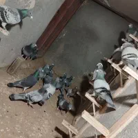 20 حیون زد و خوردی سبز و پولک|پرنده|مشهد, گلشور|دیوار