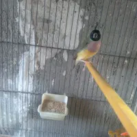 گلدین ماده .عروس هلندی