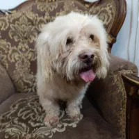 واگذاری|سگ|بابلسر, |دیوار