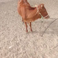 پروگاوداشتی اطراف جلابی|حیوانات مزرعه|تخت, |دیوار