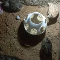 بلدرچین  تخم گذار  معاوضه