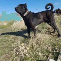 سگ سرابی اصیل