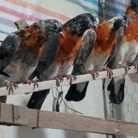 کبووتر