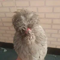 مرغ لهستانی تخم گذار