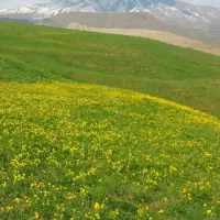 زمین مسکونی در گل زرد پلور با پروانه ساخت|فروش زمین و ملک کلنگی|رینه, |دیوار