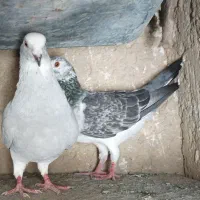 کفتر معامله ای با چیز بدرد بخور