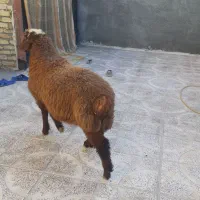 گوسفند پرواری|حیوانات مزرعه|کرمانشاه, |دیوار