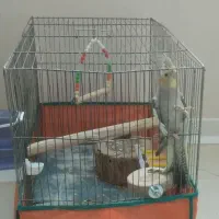 عروس هلندی با قفس