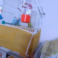 عروس هلندی و مرغ عشق|پرنده|اصفهان, بهارستان|دیوار