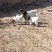 بز جملی|حیوانات مزرعه|تربت جام, کشتارگاه|دیوار