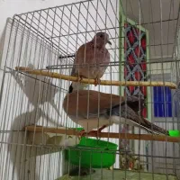 حمیدیه|پرنده|حمیدیه, |دیوار