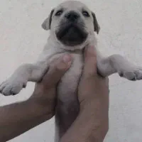 توله سگ پیت بول|سگ|ماهدشت, |دیوار