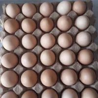 تخم مرغ محلی گلپایگانی اصل
