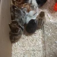 مرغ و خروس جوجه مرغ محلی