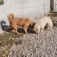 سگ پا کوتاه بازیگوش|سگ|کبودرآهنگ, |دیوار