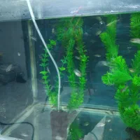 ماهی جوجه فلاور خوراک|ماهی|نیشابور, شهرک جانبازان|دیوار