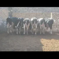 ۱۰ راس گوساله نر هلشتاین