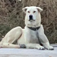 جفتگیری با سگ نر