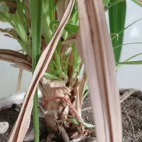 گل طبیعی|گل و گیاه طبیعی|نیشابور, مازول|دیوار