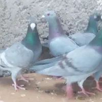 هشت کبوتر پلاکی رگ قرمز سفید و....