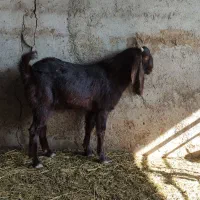 بز تکه|حیوانات مزرعه|گنبد کاووس, |دیوار