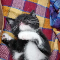 واگذاری بچه گربه میکس کالیکو واسکاتیش