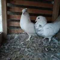 کفتر سفید کاکلی طوقی پاپر