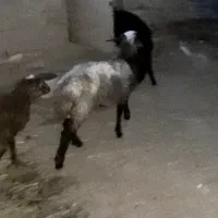 یک جفت میش و بره ماده|حیوانات مزرعه|قائن, |دیوار