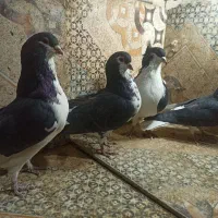 کبوتر شهری|پرنده|یزد, |دیوار