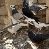 کبوتر|پرنده|نقده, |دیوار