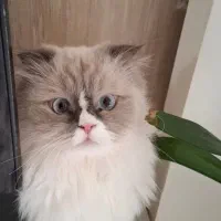 گربه(نژاد رگدال) شش میلیون فوری