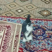 کفترا پرشی جفتگا هستن  فروشی|پرنده|سبزوار, امیر کبیر|دیوار