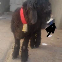 سیاه کیلویی