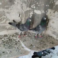کبوتر
