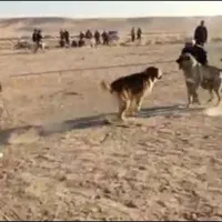 سگ افغان ۳سال نیمه