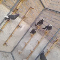 کفترپلنگ.ریش